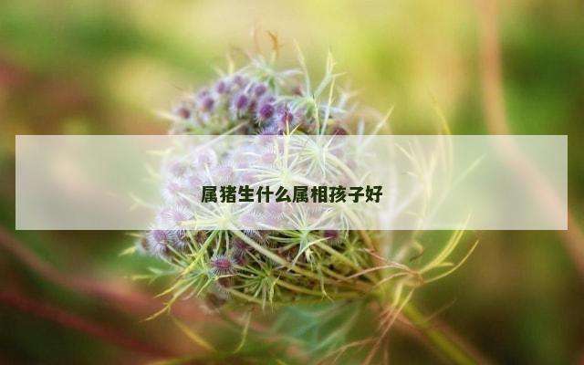 属猪生什么属相孩子好