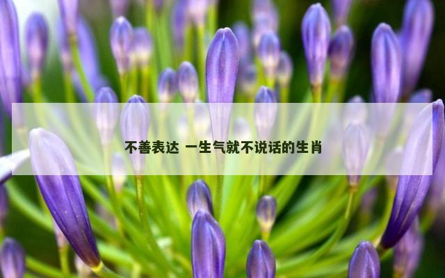 不善表达 一生气就不说话的生肖