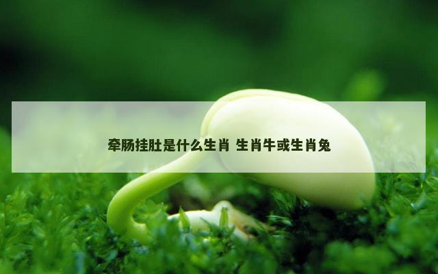 牵肠挂肚是什么生肖 生肖牛或生肖兔
