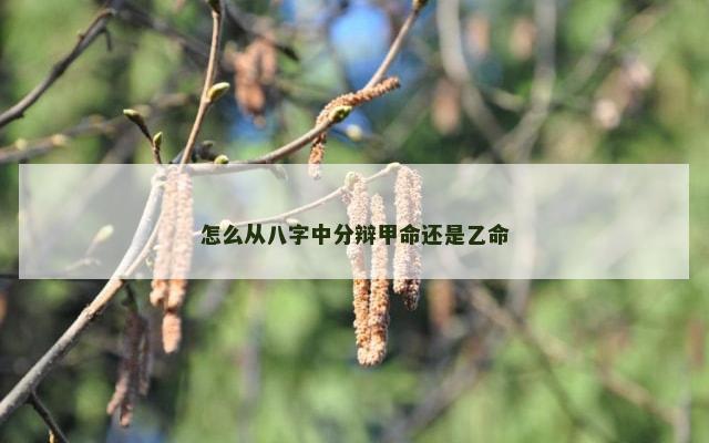 怎么从八字中分辩甲命还是乙命