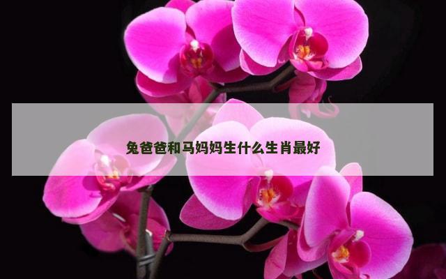 兔爸爸和马妈妈生什么生肖最好