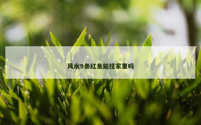 风水9条红鱼能挂家里吗