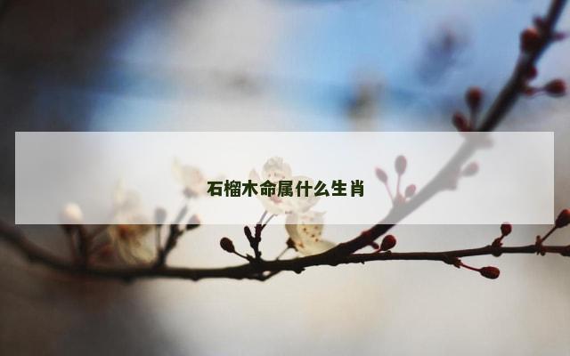 石榴木命属什么生肖