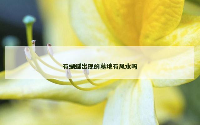 有蝴蝶出现的墓地有风水吗