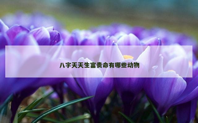 八字天天生富贵命有哪些动物