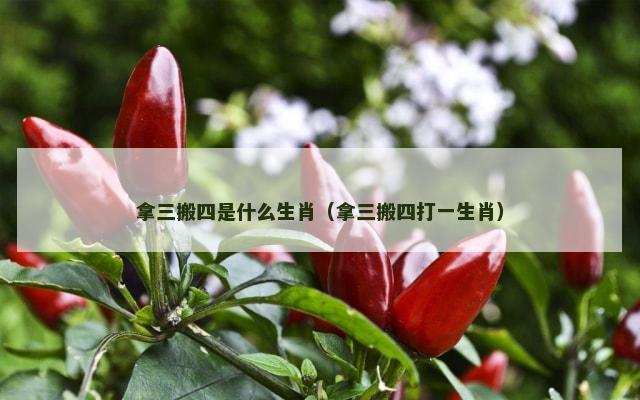 拿三搬四是什么生肖（拿三搬四打一生肖）