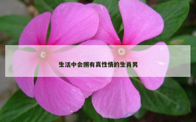 生活中会拥有真性情的生肖男