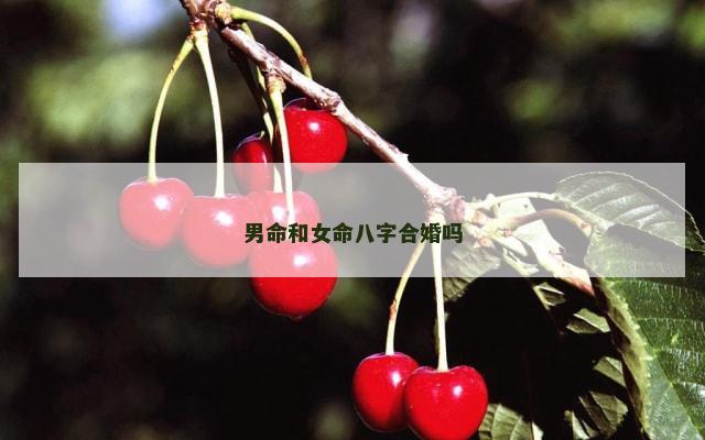 男命和女命八字合婚吗