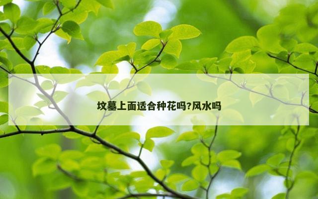 坟墓上面适合种花吗?风水吗