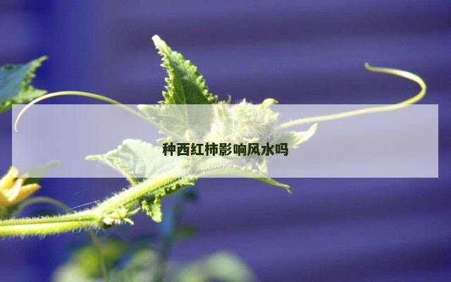 种西红柿影响风水吗