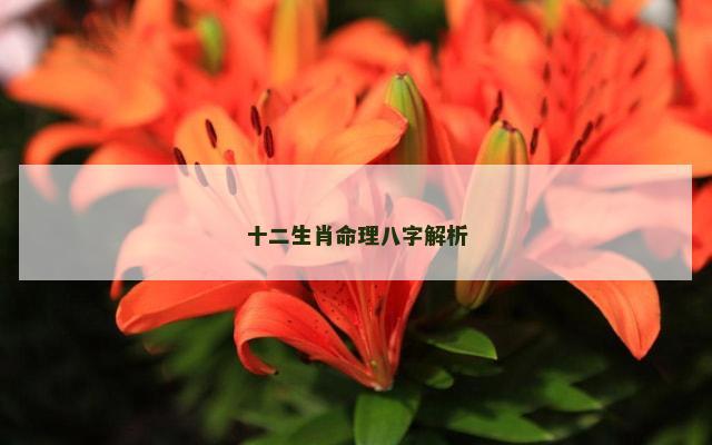 十二生肖命理八字解析