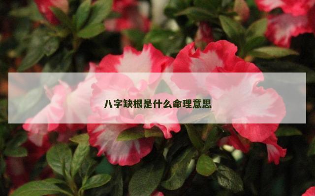 八字缺根是什么命理意思