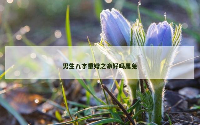 男生八字重婚之命好吗属兔