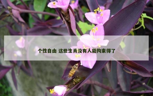 个性自由 这些生肖没有人能拘束得了