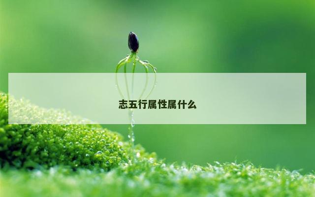 志五行属性属什么