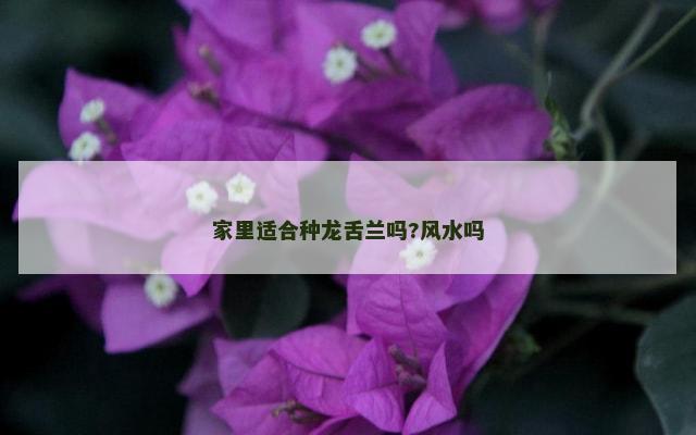 家里适合种龙舌兰吗?风水吗