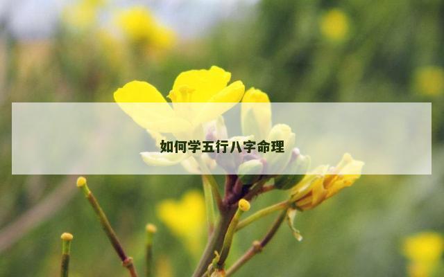 如何学五行八字命理