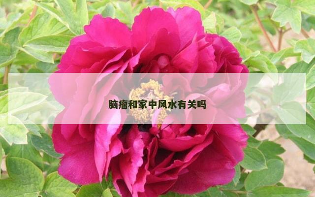 脑瘤和家中风水有关吗