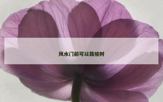 风水门前可以栽榆树