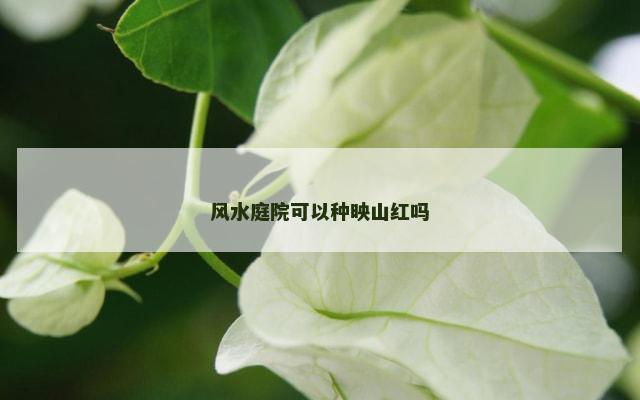 风水庭院可以种映山红吗