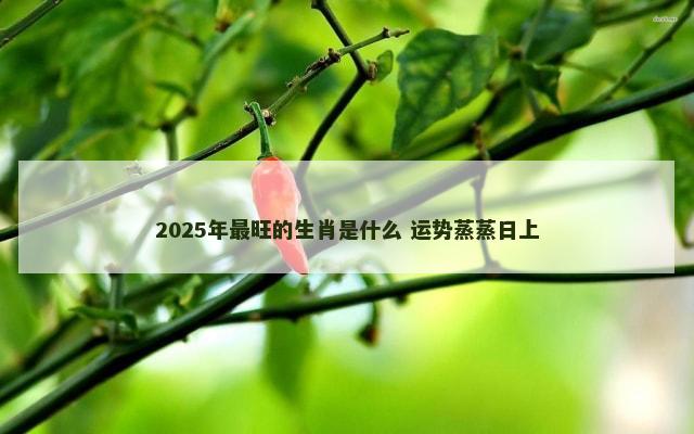 2025年最旺的生肖是什么 运势蒸蒸日上