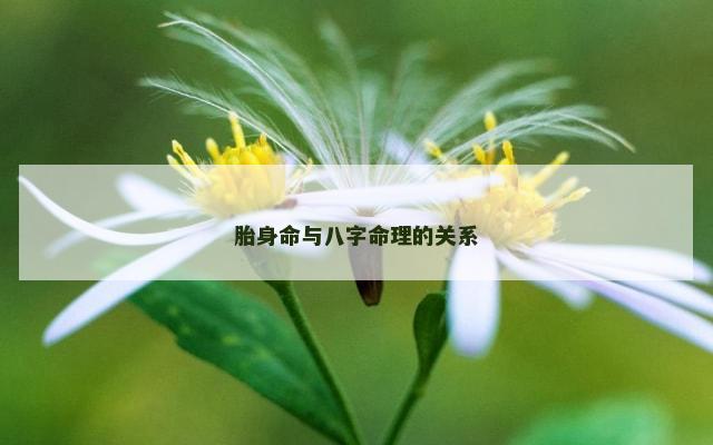 胎身命与八字命理的关系