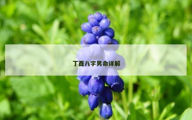 丁酉八字男命详解