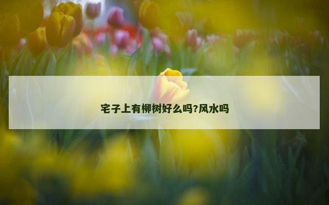 宅子上有柳树好么吗?风水吗