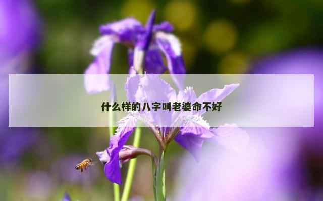 什么样的八字叫老婆命不好