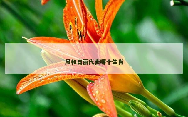 风和日丽代表哪个生肖
