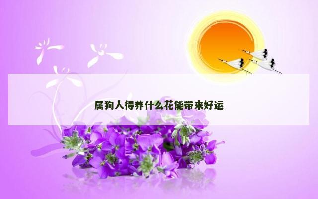 属狗人得养什么花能带来好运