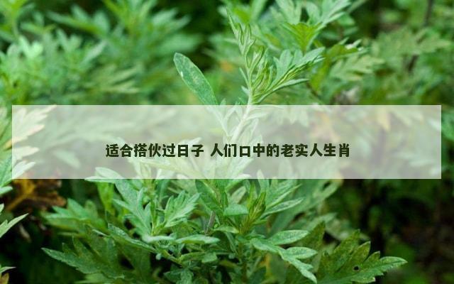 适合搭伙过日子 人们口中的老实人生肖