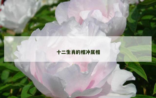 十二生肖的相冲属相