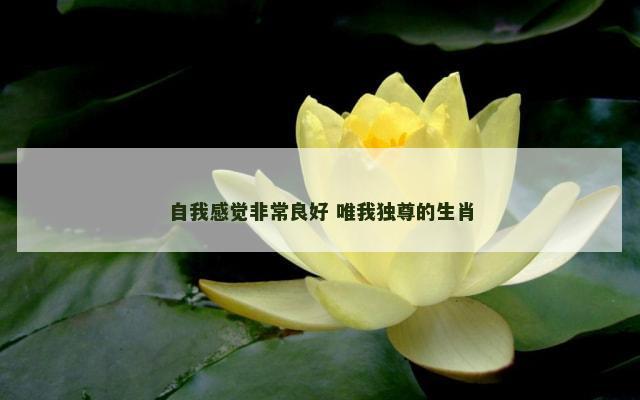自我感觉非常良好 唯我独尊的生肖