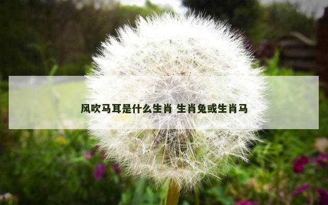 风吹马耳是什么生肖 生肖兔或生肖马