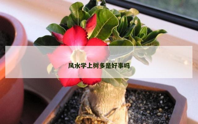 风水学上树多是好事吗