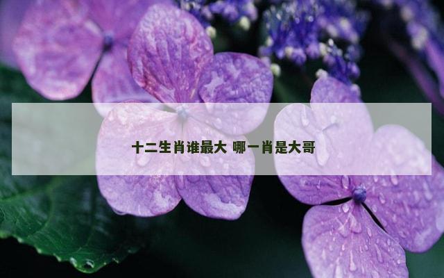 十二生肖谁最大 哪一肖是大哥