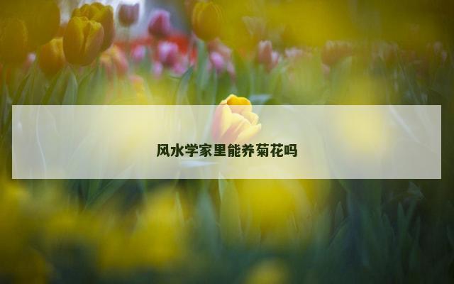 风水学家里能养菊花吗