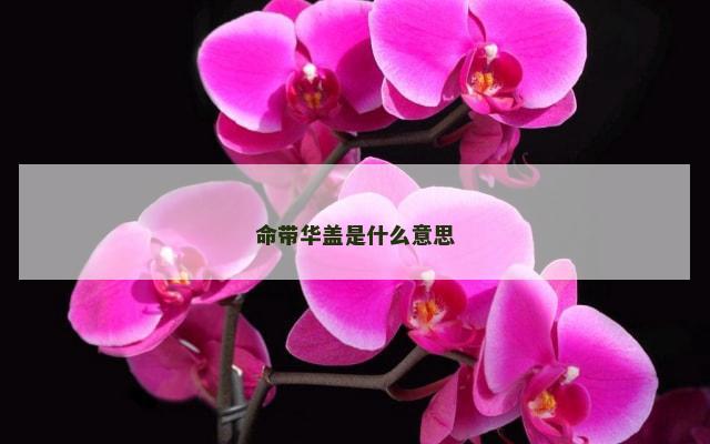 命带华盖是什么意思