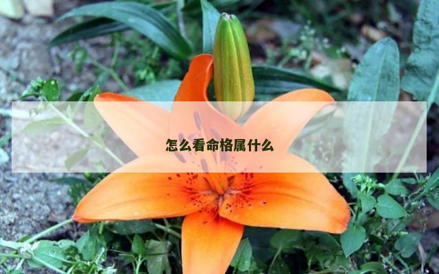 怎么看命格属什么