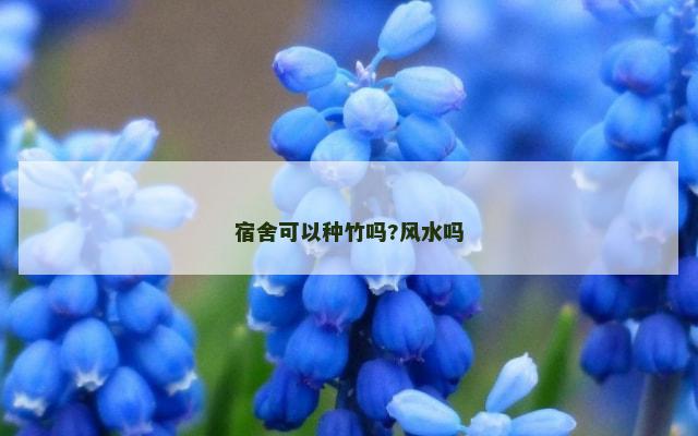 宿舍可以种竹吗?风水吗
