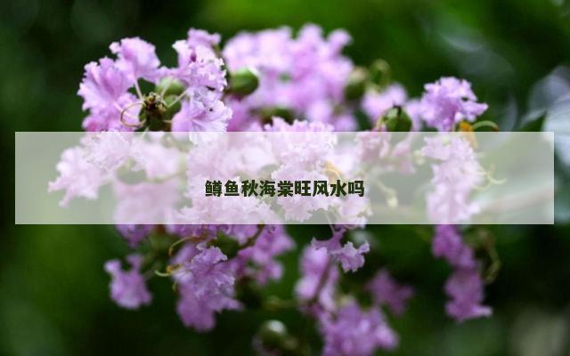 鳟鱼秋海棠旺风水吗