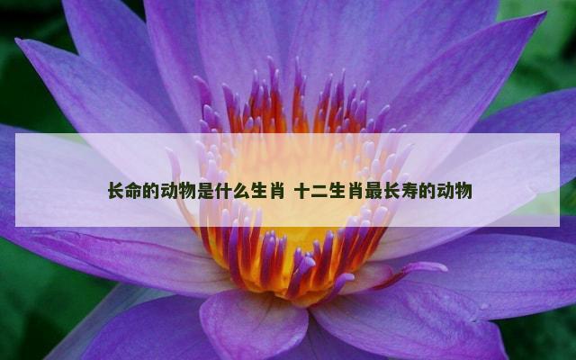 长命的动物是什么生肖 十二生肖最长寿的动物
