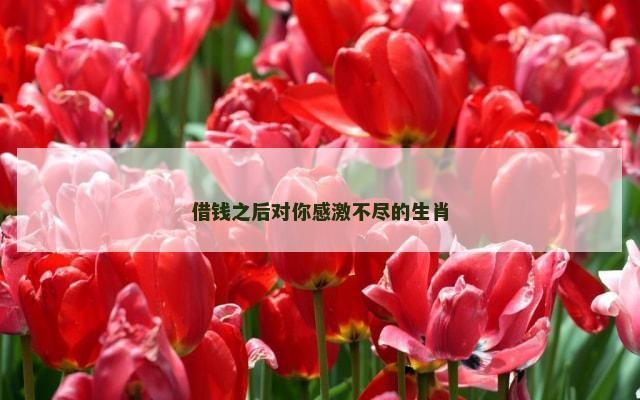 借钱之后对你感激不尽的生肖