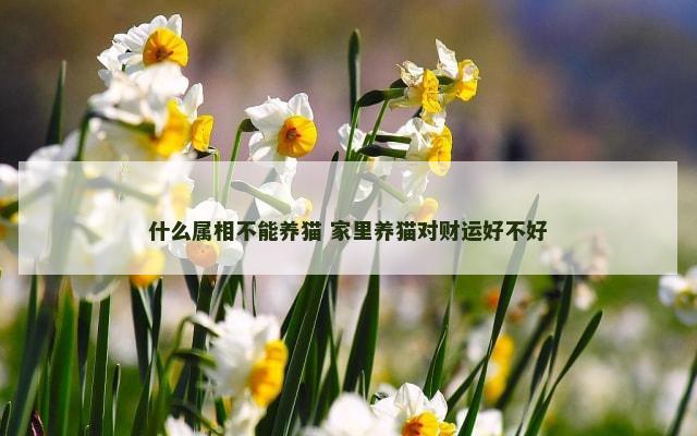 什么属相不能养猫 家里养猫对财运好不好