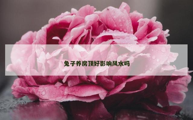 兔子养房顶好影响风水吗