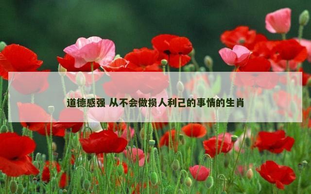 道德感强 从不会做损人利己的事情的生肖