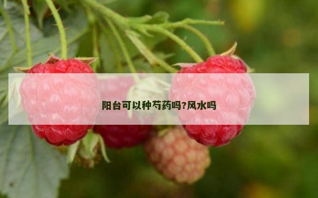 阳台可以种芍药吗?风水吗
