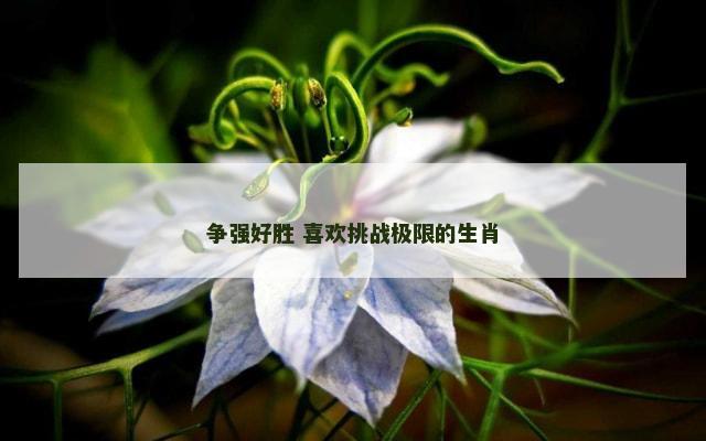 争强好胜 喜欢挑战极限的生肖