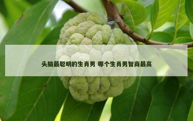 头脑最聪明的生肖男 哪个生肖男智商最高